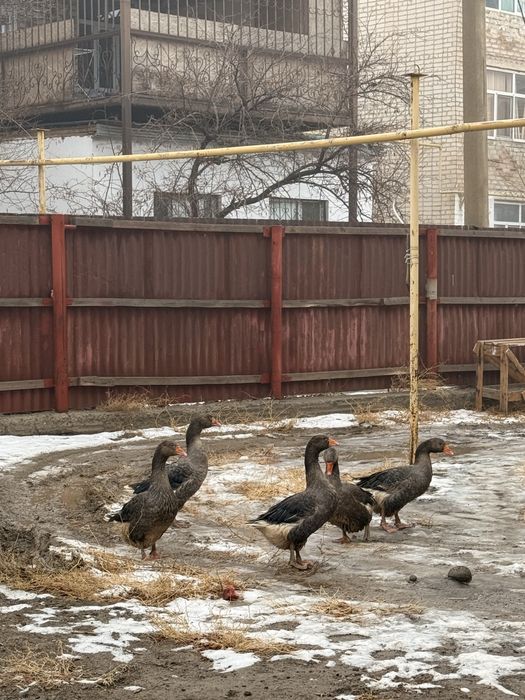 Қаз сатылады/4 ұрғашы,1 еркек