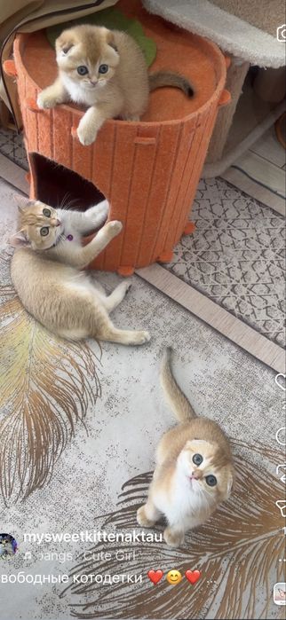 Золотые и серебрянные шиншиллы