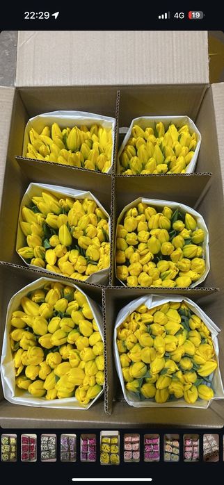 Тюльпаны крупные