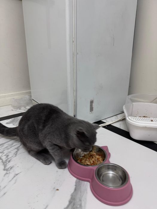 Британский котик