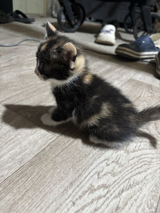 Котята разных пород
