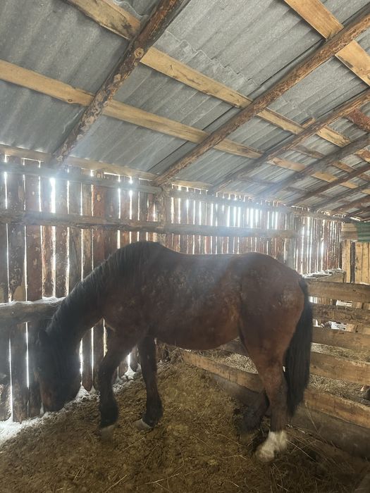 Продам лошадь стоит на откорме