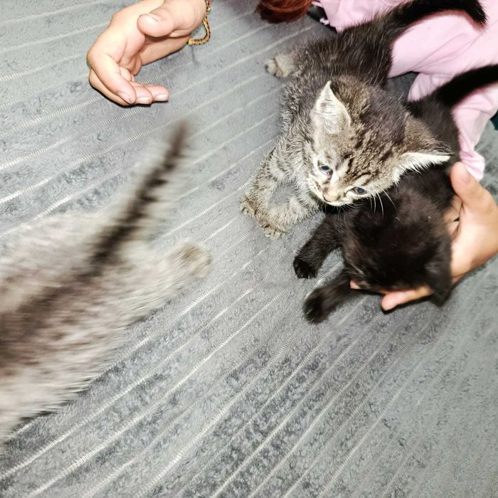 Отдам котят в добрые руки