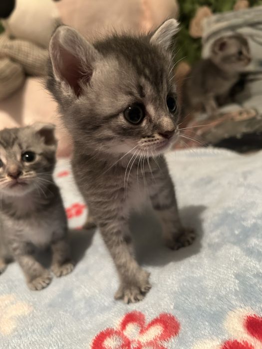 Вислоухая котята