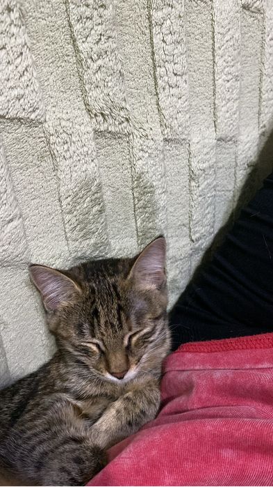 Отдам котенка в хорошие руки