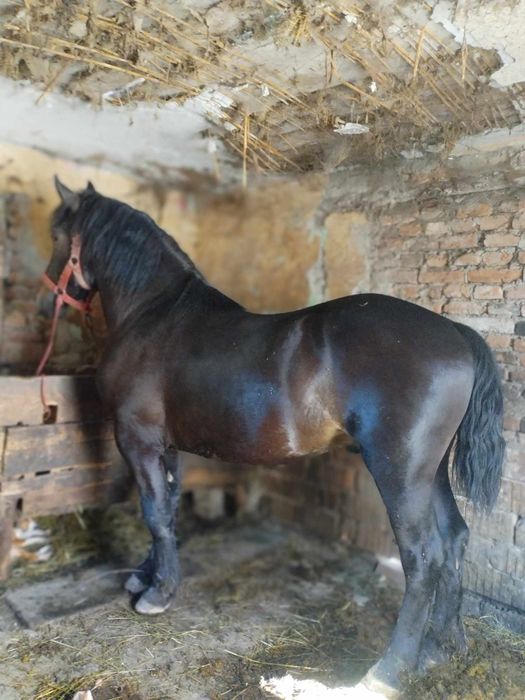 Vând   iapa de 5 ani