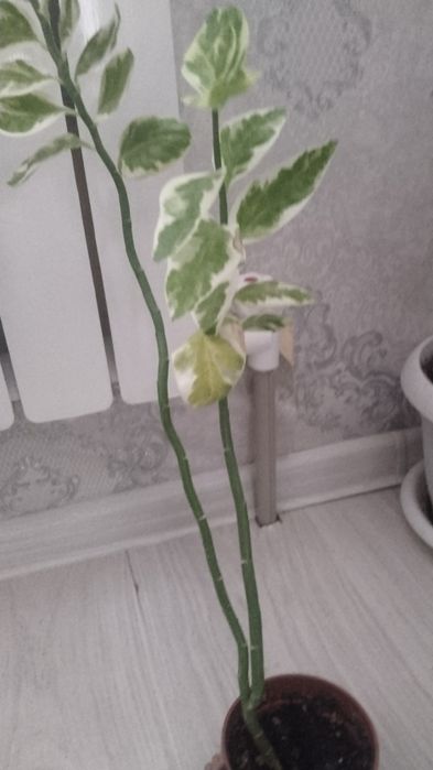 Уй гулдери сатылады