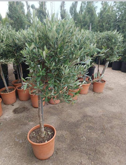 Маслини дръвчета 100 - 160 см