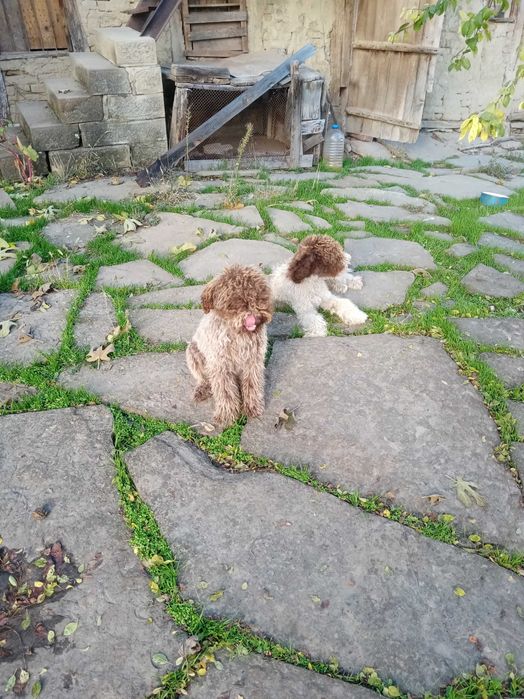 Кучета за трюфели