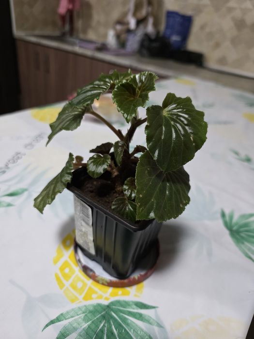 Продам/Обмен бегония