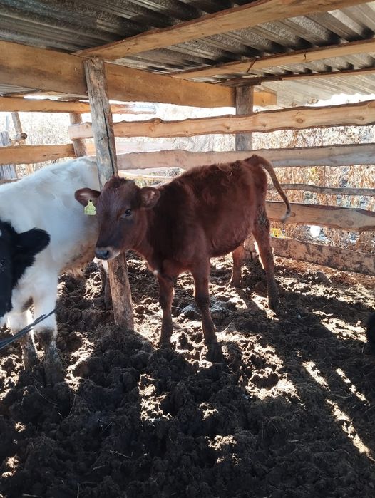 Продам телят цена договорная.