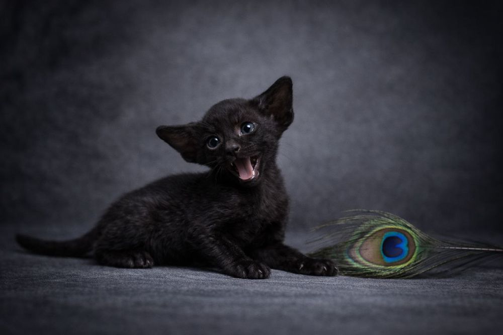 Котята ориенталы