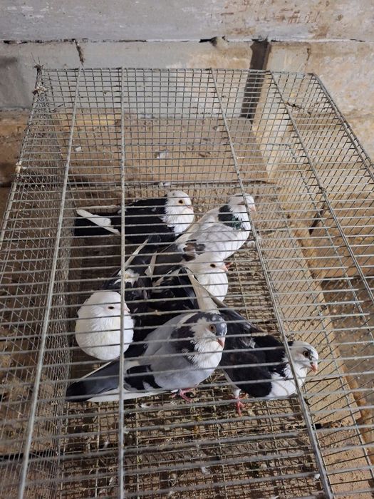 40 lei  bucata jucători