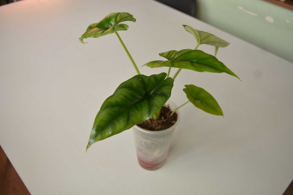 Продам Алоказия Реверса на фитильном поливе