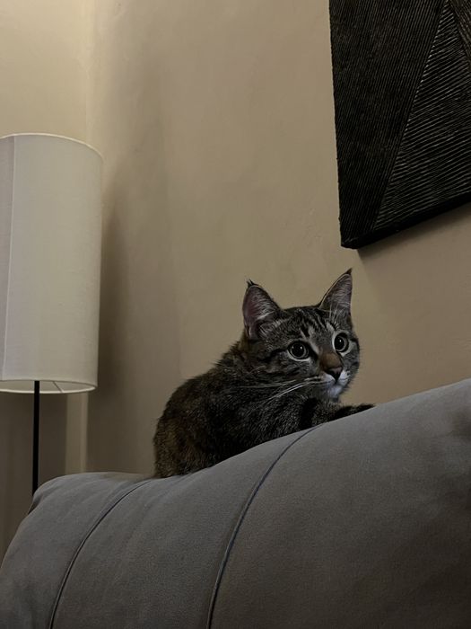 Отдаем котенка в добрые руки