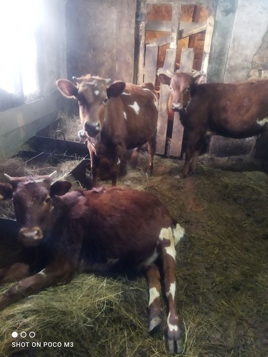 3 тёлочки по 8 месяцев