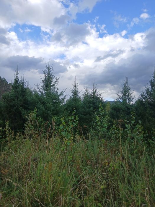 Посадочный материал Сибирская ель