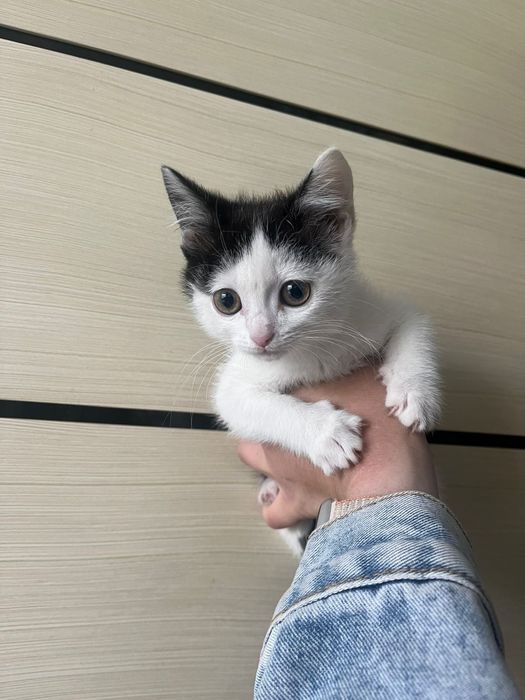 Котенок ищет добрых людей