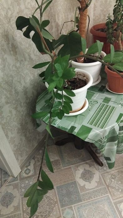 Продается долларовое дерево