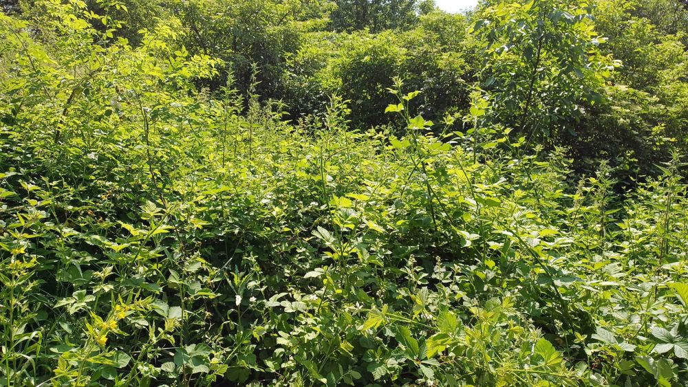 Curatare teren , tocare vegetatie,