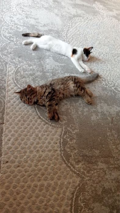 Aqlli va o‘ynoqi mushuk