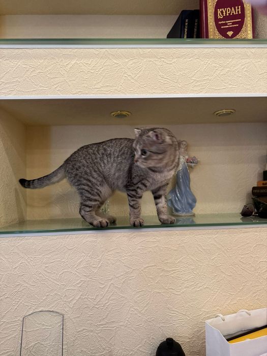 Кошечка ласковая,