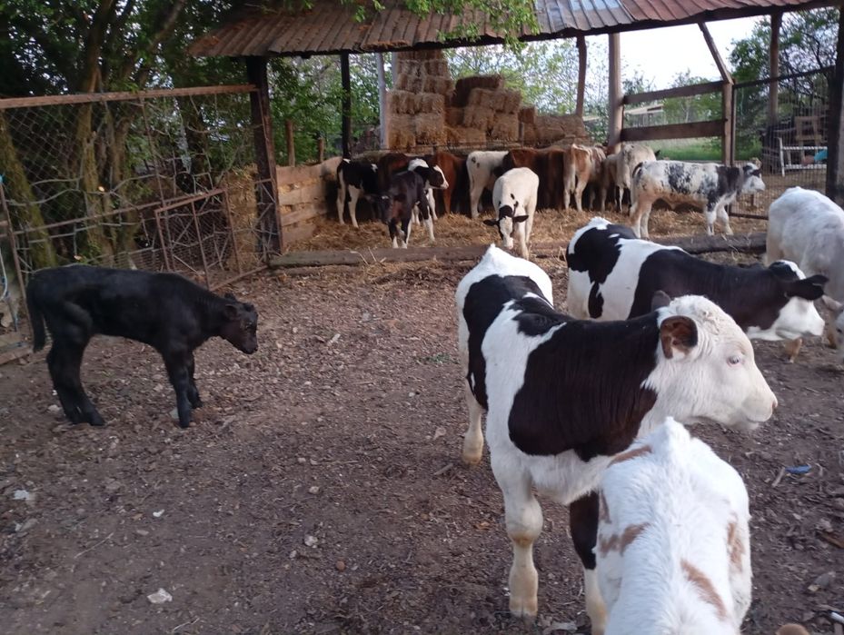 Vând vitei intarcati