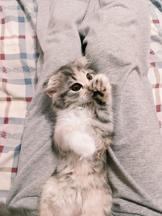 котёнок скотиш фолд