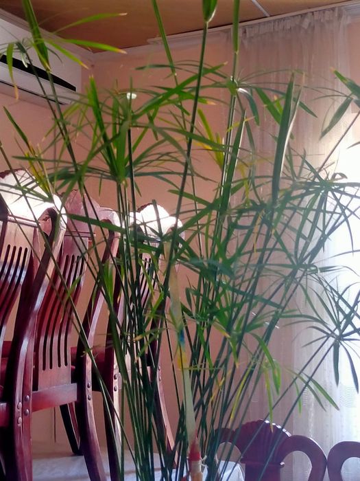 Гулдер әдемі офиске үйге