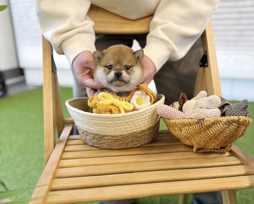 Shiba inu toy de vanzare