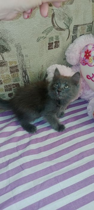Котята бесплатно