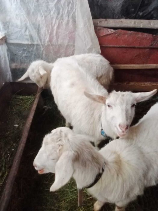 Козы "Занен"  в количестве 3шт