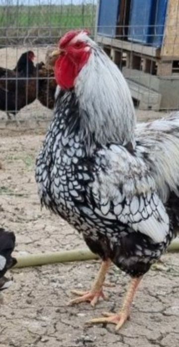Vanf Coteț  , cocosi pitapinta, ,wyadotte,New hampshire  ameraucana,