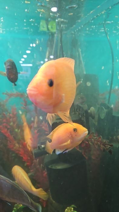 Продам или обменяю рыб Цитронов