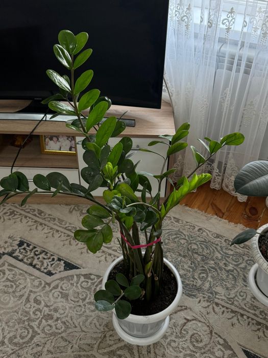 Комнатные цветы высота 50 см