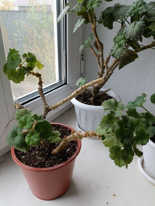 Цветы комнатные .