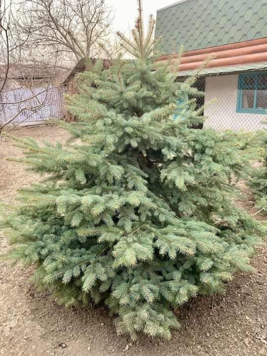 Ёлки голубые, зелёные