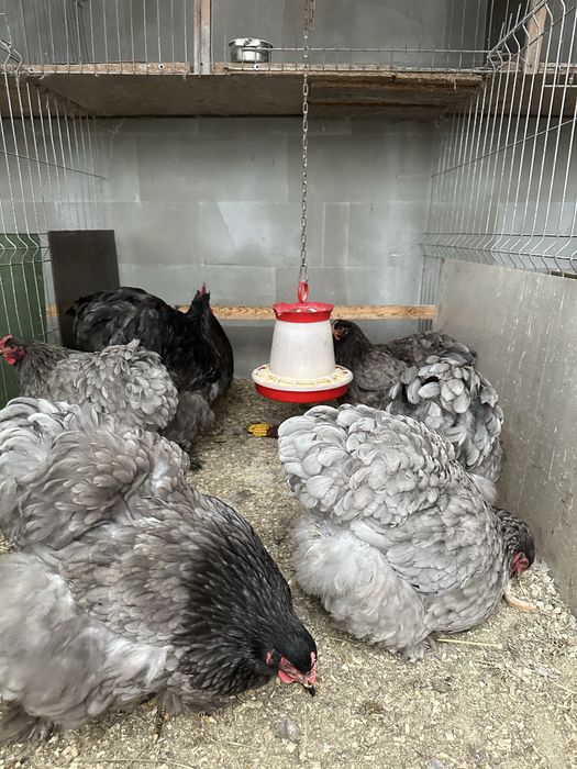 Oua cochinchina urias albastru