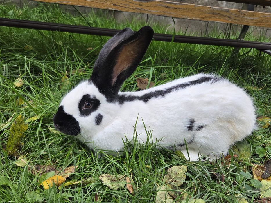 Iepuri femele fluture german si grefier