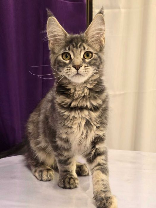 Котенца Мейн куун