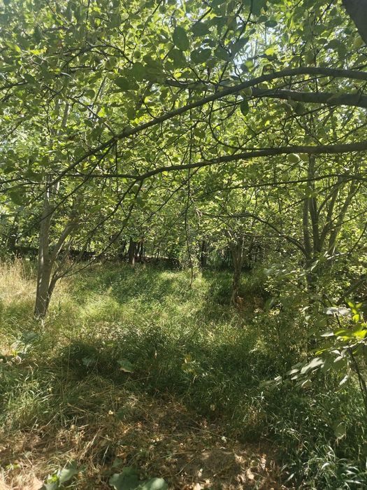 Уй сотилади 15 сутки сув сивт бор