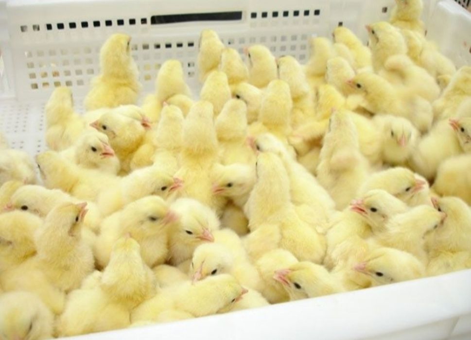 Хаммаси 100 % товук чикади. Хай-лайн ва Сенди жужалари. Jojalar