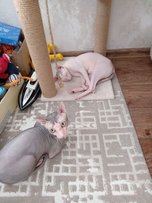 Открыто бронирование котят сфинксов