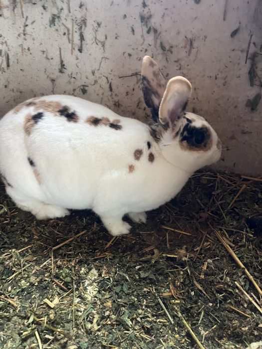 Iepuri Rex pitic tricolor !