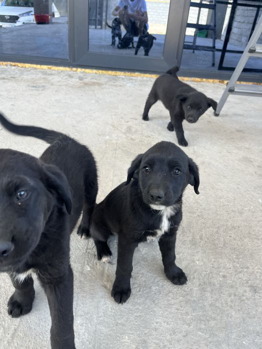 Отдам щенят в добрые руки (3 девочки, 1 мальчик)
