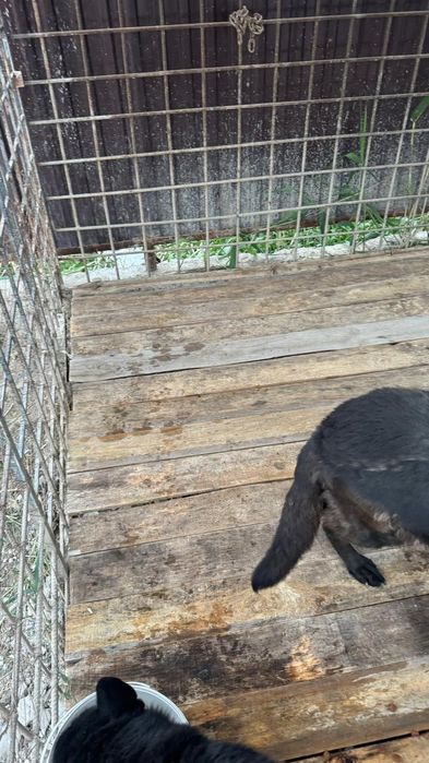 Вольер для собаки