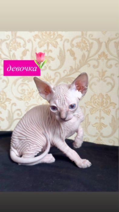 Котята канадского сфинкса