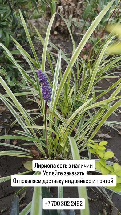 Цветы для сада и огорода