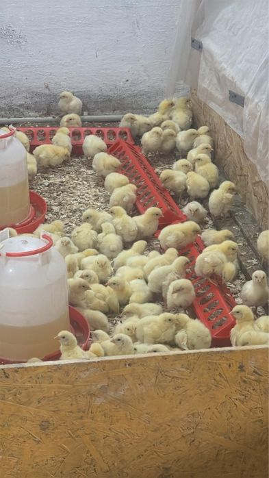 Рынок Улжан вся птица есть