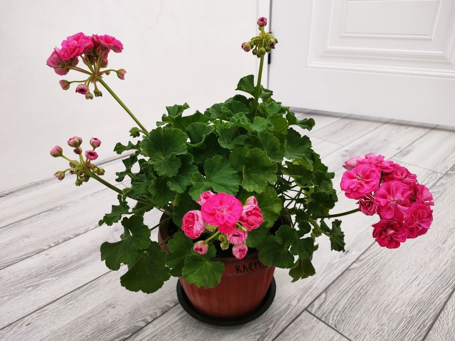 Комнатные цветы, доставка